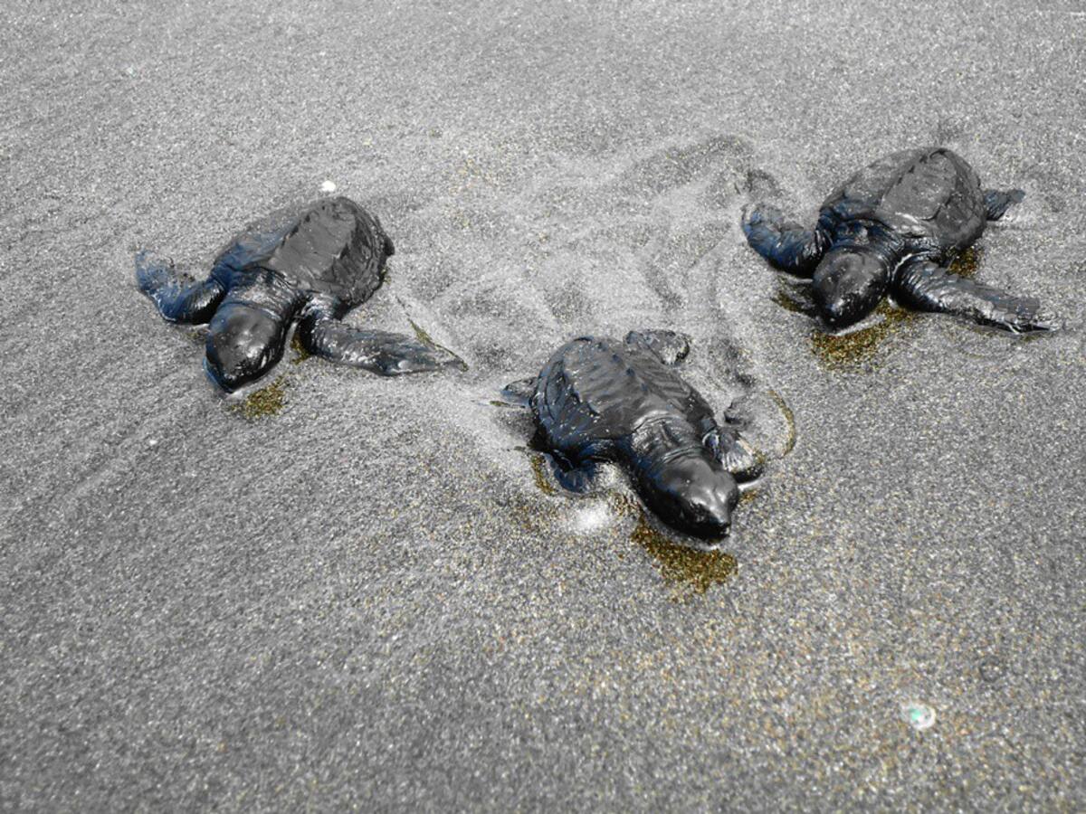 Sea turtles at Playa Hermosa